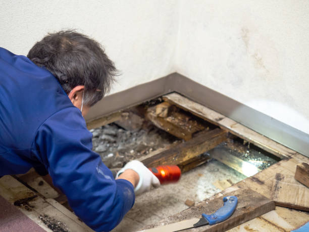 Best Professional Mold Removal  in Rumson, NJ