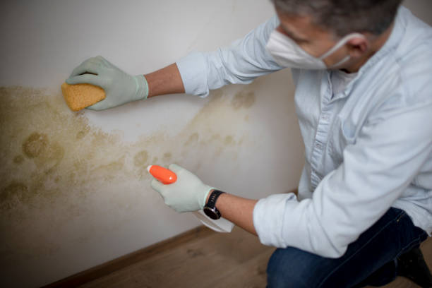 Best Toxic Mold Removal  in Rumson, NJ