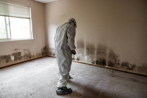 Best Certified Mold Removal  in Rumson, NJ