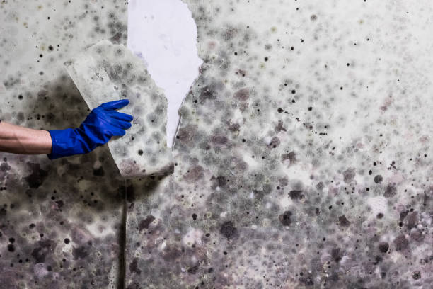 Attic Mold Removal in Rumson, NJ